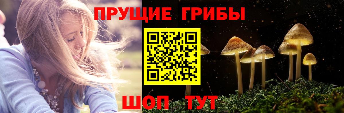 Тосно  Псилоцибиновые грибы GOLDEN TEACHER  Вход с VPN 